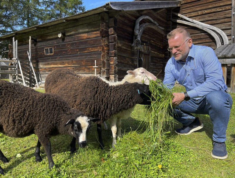 Jari JOlkkonen ja lampaita.